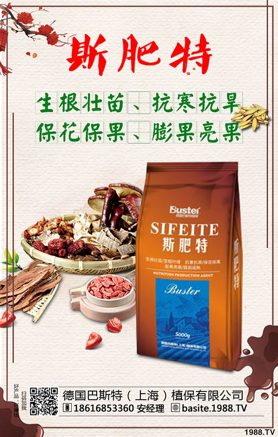 西瓜苗幾月份移栽，西瓜苗定植移栽技術(shù)及注意事項！