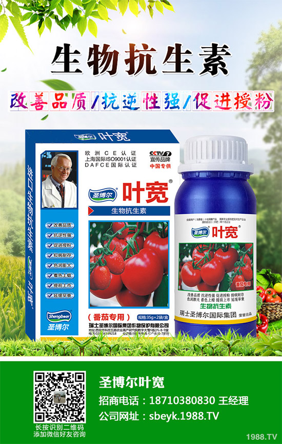 大棚薄皮甜瓜該如何栽培？薄皮甜瓜高產(chǎn)栽培技術(shù)