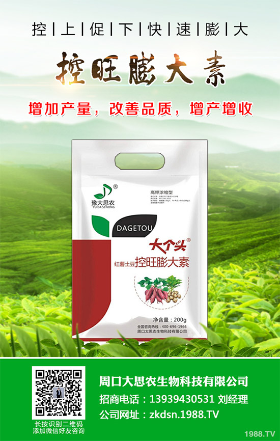 茄子瘋長到不結果是咋回事？該如何預防？茄子瘋長的發(fā)生原因及預防措施！