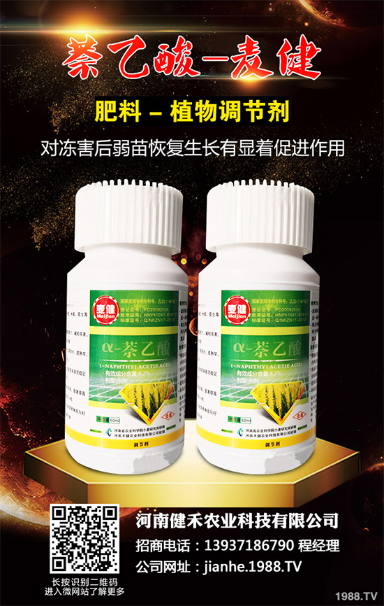 清水蓮菜該如何種植？怎樣才能獲得高產(chǎn)？清水蓮菜高產(chǎn)種植技術(shù)！