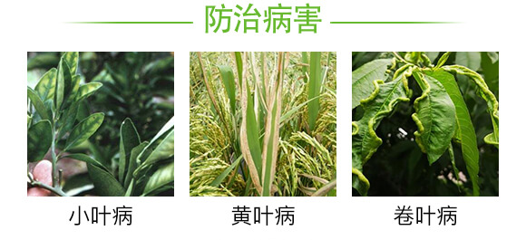 潰腐專用微生物菌劑-菌醫(yī)稼-奧萊斯_03