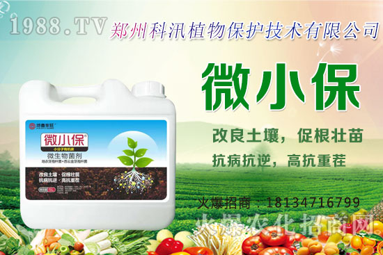 黑蒜的功效與作用,黑蒜與白蒜哪個(gè)更有營(yíng)養(yǎng)?