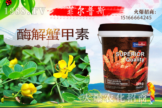 龍葵怎么種植？龍葵種植技術(shù)要點！