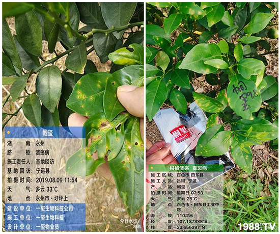 好產(chǎn)品好作用，“一璽生物”微生物菌劑“幗璽”客戶真實反饋！