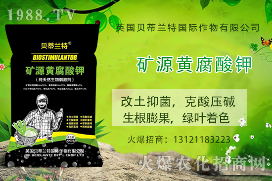 天竺葵怎么養(yǎng)，天竺葵養(yǎng)殖方法和注意事項(xiàng)！
