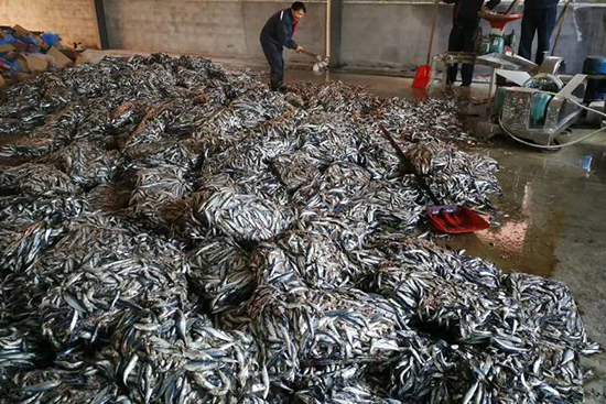 魚蛋白原料供應(yīng)商