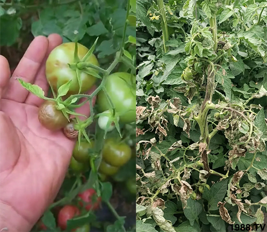 病毒病是如何發(fā)生的？有沒有好的防治措施？做好這幾個方面還有救！