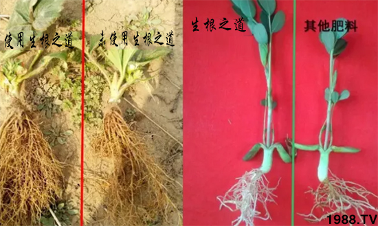 作物根系差，產(chǎn)量低？“生根之道”快生新根，抗病增產(chǎn)無憂！