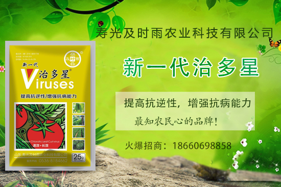 番茄病毒病你知道幾種？怎樣合理防治番茄病毒病？(內(nèi)附防治方法) 
