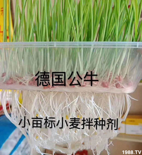 小麥拌種促增產(chǎn)，小麥拌種劑如何選呢？小麥拌種劑品牌選擇！