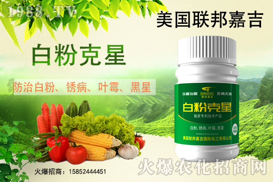 白粉病強勢來襲！反復(fù)發(fā)作真的治不好么？作物白粉病劑推薦！