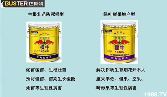     如何讓種植變得更輕松？一個套餐，全面配方，巴斯特大姜營養(yǎng)套餐方案！
