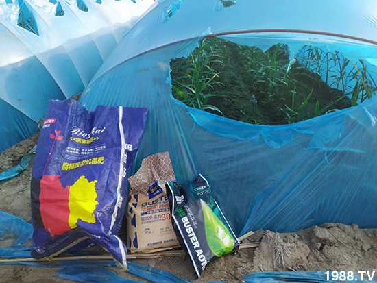     如何讓種植變得更輕松？一個套餐，全面配方，巴斯特大姜營養(yǎng)套餐方案！