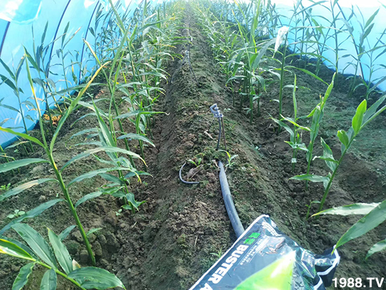     如何讓種植變得更輕松？一個套餐，全面配方，巴斯特大姜營養(yǎng)套餐方案！