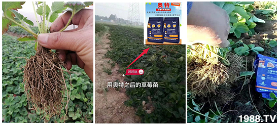     如何讓種植變得更輕松？一個套餐，全面配方，巴斯特大姜營養(yǎng)套餐方案！