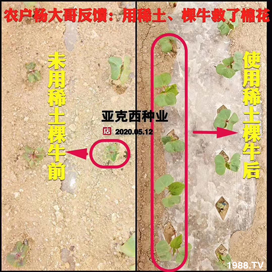     如何讓種植變得更輕松？一個套餐，全面配方，巴斯特大姜營養(yǎng)套餐方案！