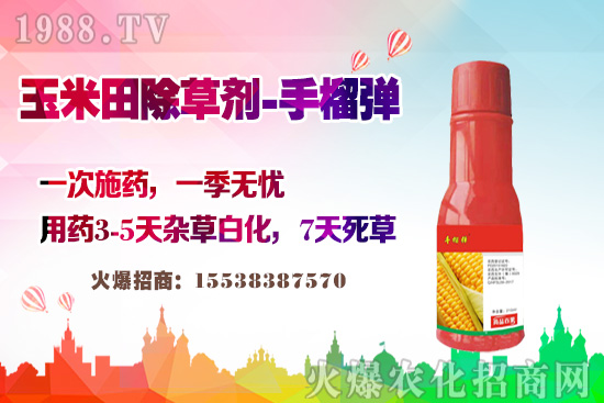 玉米田除草有講究,玉米除草劑這樣打,不長(zhǎng)雜草不傷苗!