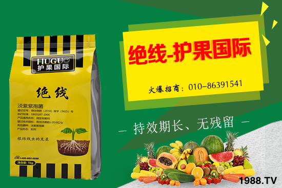 棉花為什么要打頂呢？有哪些好處？棉花打頂田間管理建議！