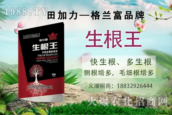 名貴中藥天麻的生長(zhǎng)環(huán)境，天麻的品種及種植前景如何？