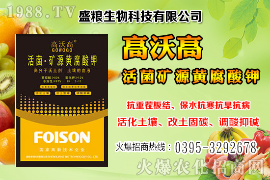 人參果畝產(chǎn)效益是多少？人參果的種植與管理技術(shù)！
