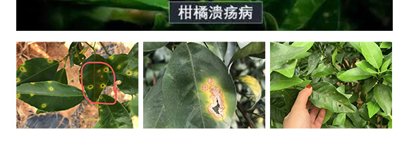 �ݲ�ѿ�ߗU��-һ����-Ӣ����_06