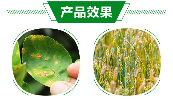 進(jìn)口生物硫-祛螨靈-晨茂農(nóng)業(yè)_05