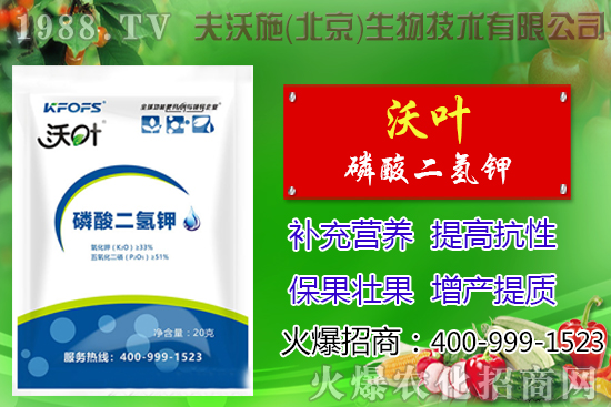 西紅柿摘葉有哪些好處，番茄摘葉技術及注意事項！