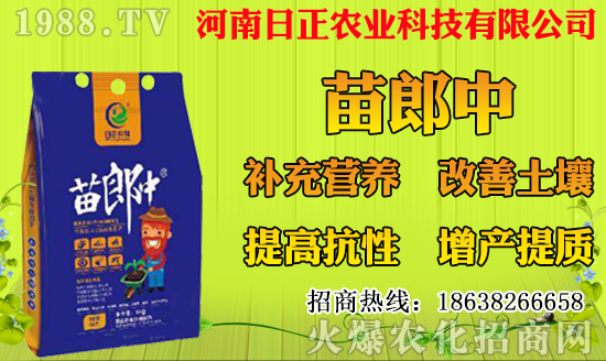 菠蘿種植多久結(jié)果？一年結(jié)幾次果？菠蘿種植技術(shù)要點(diǎn)！