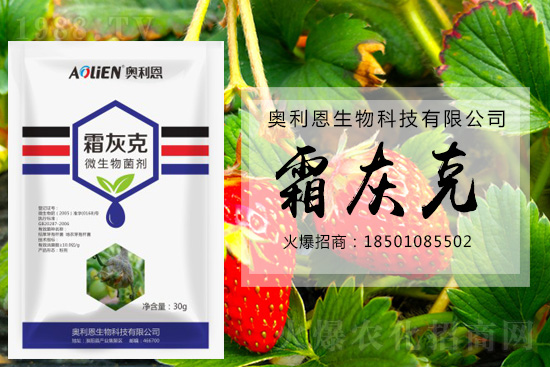 冬季草莓易發(fā)灰霉病,預(yù)防措施怎么做?