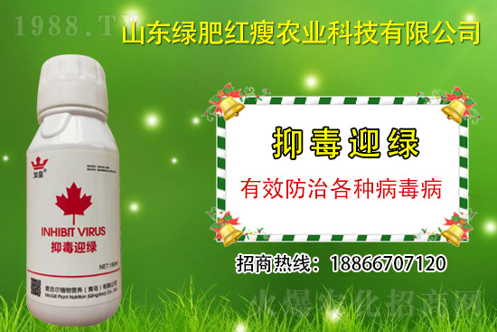 防治病毒病再也不用拔，“抑毒迎綠”專治病毒病！