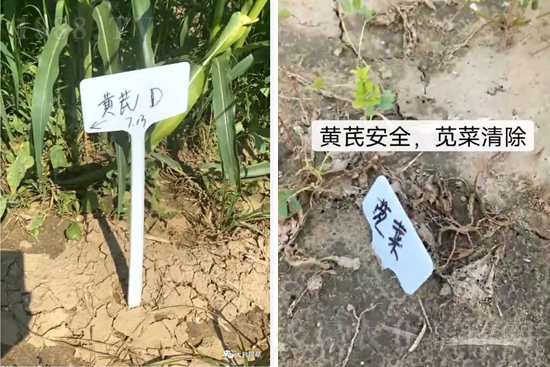芪兵2號(hào)隆重上市！多年打造，可除莧菜的黃芪除草劑，除草更廣，更全面！