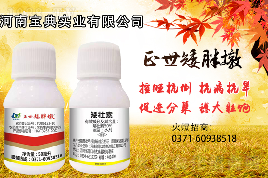 小麥控旺,勢(shì)不可擋,專業(yè)控旺,效果為王!