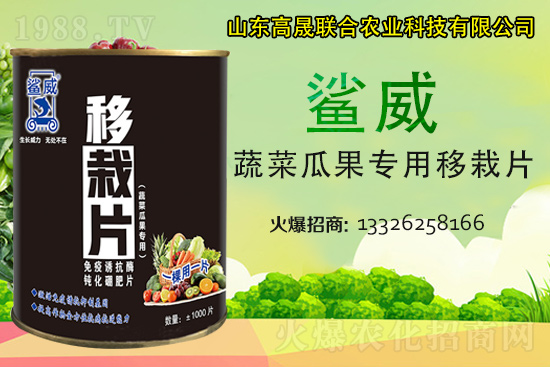 幼苗移栽苗弱、不長、死苗...？蔬菜定植必看
