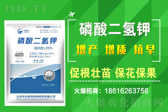 菠菜種植需要注意哪些問題？菠菜種植該怎么施肥？