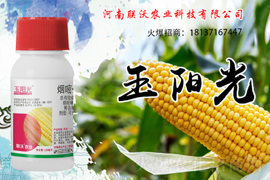 玉米除草為什么選擇苗后？玉米苗后除草劑如何打？