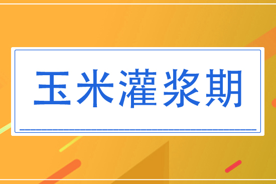8月玉米灌漿期將怎么管理？