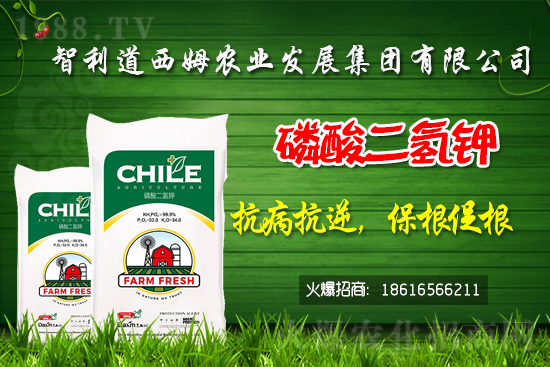 智利道西姆再簽1988.TV，開啟網(wǎng)絡(luò)招商新模式！