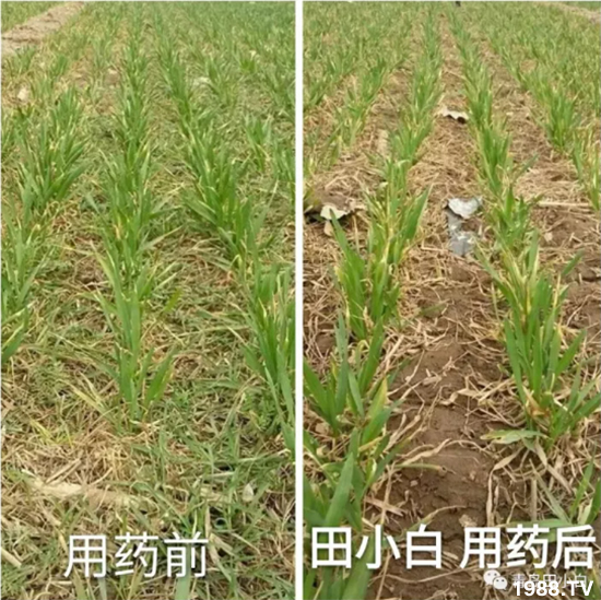 節(jié)節(jié)麥危害嚴(yán)重怎么打？用什么藥劑效果好？