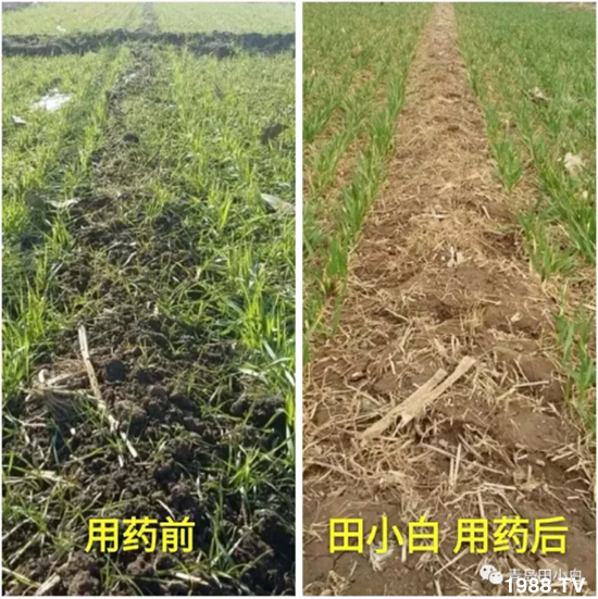 節(jié)節(jié)麥危害嚴(yán)重怎么打？用什么藥劑效果好？