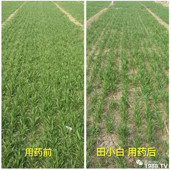 節(jié)節(jié)麥危害嚴(yán)重怎么打？用什么藥劑效果好？