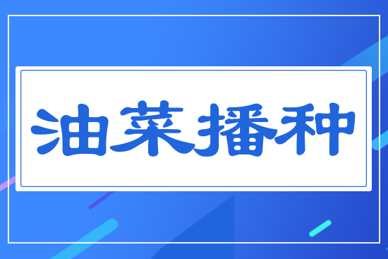 油菜播種