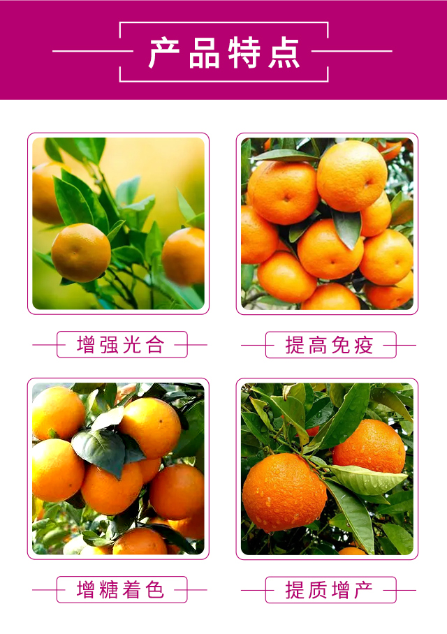 橘子紅了-科利農_04