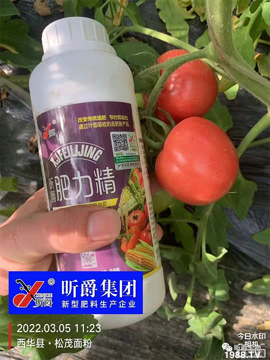 用過(guò)肥力精的小麥莖桿桿粗壯根系發(fā)達(dá)