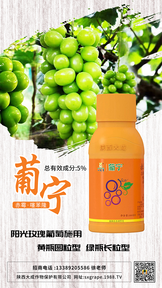 葡萄如何保果座果，減少大小粒？這些管理相當(dāng)重要！