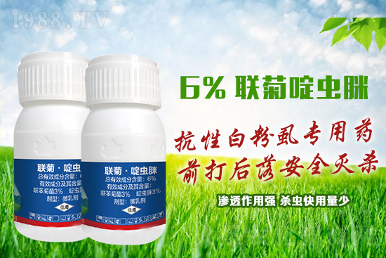 抗性白粉虱難防又難治？這樣用藥蟲卵雙殺，死蟲！