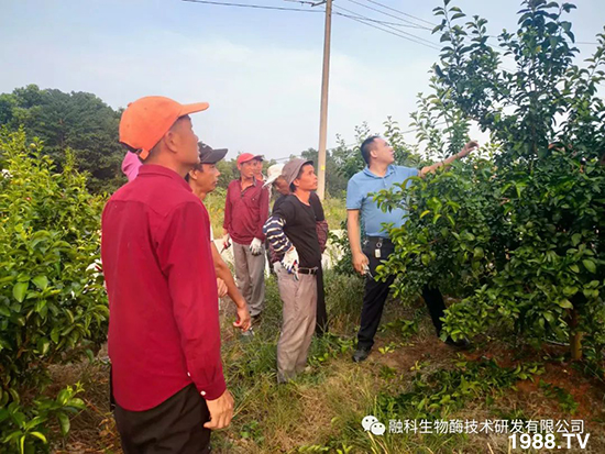 走進(jìn)田間地頭,助力柑橘產(chǎn)業(yè)