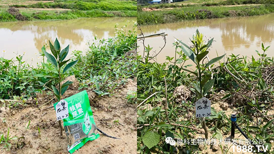 走進(jìn)田間地頭,助力柑橘產(chǎn)業(yè)