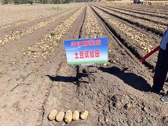     這款糖蜜肥農(nóng)資圈瘋傳！原料天然，低成本高肥效開創(chuàng)者！