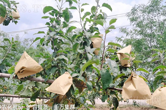     果實(shí)套袋后可減少農(nóng)藥殘留，改善果子的外觀品質(zhì)，可大大提高果品賣相，更容易出售并賣出高價(jià)，所以果樹套袋目前仍然是我國果園的主要管理方法，套袋蘋果表光就是好，也少病害。