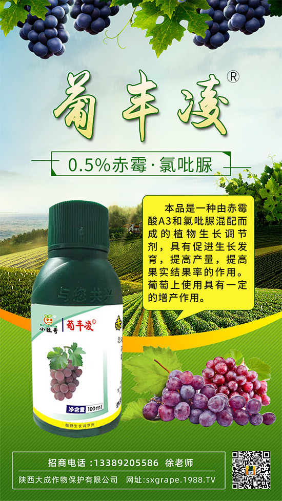 葡萄果粒稀疏，大小粒嚴重怎么辦？這些管理相當重要